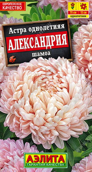 Reine-marguerite "Aleksandria Chamois"